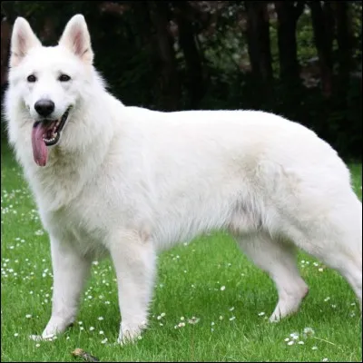 Le berger blanc suisse est en réalité originaire d'un autre pays, lequel ?