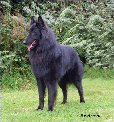 Ce chien est un berger belge, mais de quel type ?
