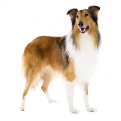 Lassie, la célèbre chienne colley de littérature et de cinéma, a été créée par l'écrivain Eric Knight, mais en quelle année ?