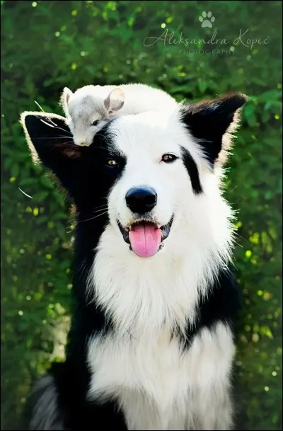 Dans quelle série télévisée pouvait-on voir un border collie prénommé Bandit ?