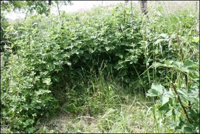 À quoi servent les remèdes ?