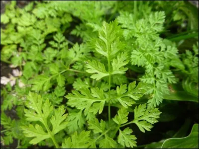 Le cerfeuil sert à...