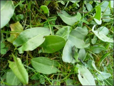Les feuilles de bourrache servent à...