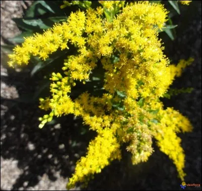 La gerbe d'or sert à...