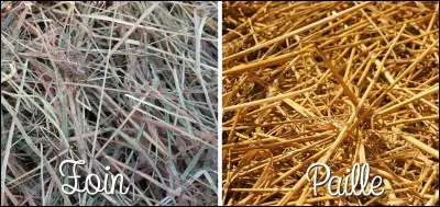 Les chevaux mangent...