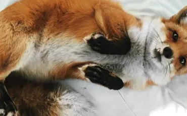 Quiz Renards