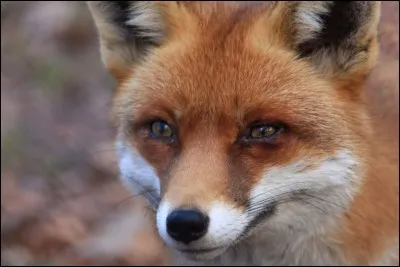 Quel est le cri du renard ?