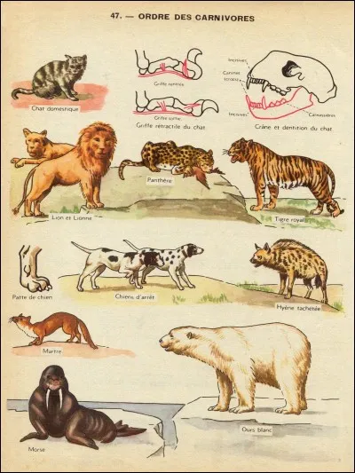 Quelles phrases sont vraies sur le renard ?