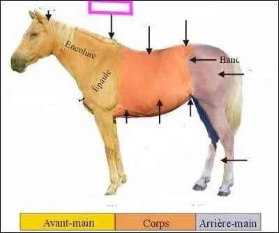 Comment s'appelle la partie encadrée en rose sur la photo ?
