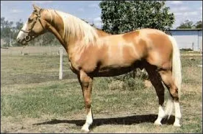 De quelle robe est ce cheval ?