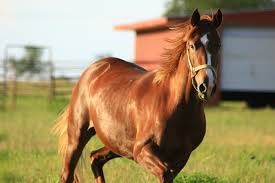 Quiz Chevaux