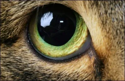 De quelle couleur sont ses yeux ?