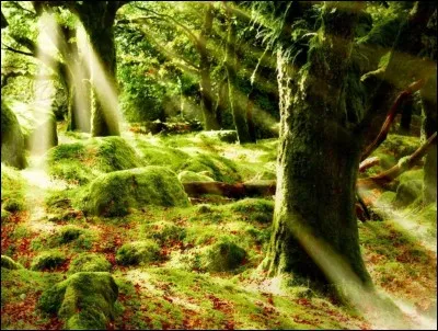 Pourquoi quitte-il la for&ecirc;t ?