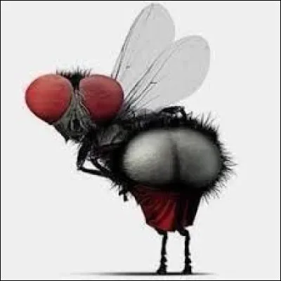 La mouche est un diptère. Que signifie 'diptère' ?