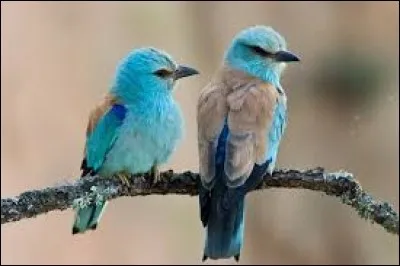 Gentilé de La Roche-sur-Yon en Vendée :