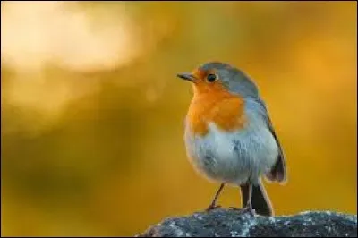 Dans le judaïsme, centre d'étude du Talmud, généralement dirigé par un rabbin :