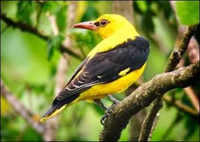 Gaz de combat suffocant :