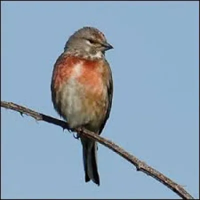 Légers kimonos d'été en coton portés à la fois par les hommes et par les femmes :