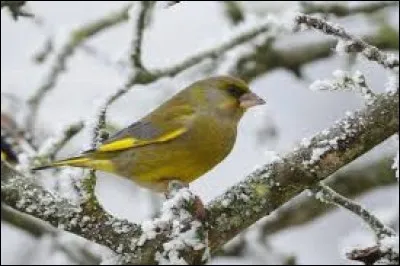 Recueils de fables du Moyen Âge :