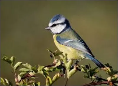 En Suisse, c'est un joueur de jass.
