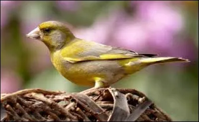 Au Japon, ils sont membres de la mafia.