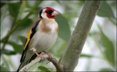 Sabre turc à lame courte et recourbée :