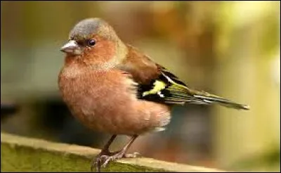 Ce sont les opossums aquatiques vivant en Amérique du Sud.