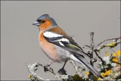 Lait fermenté par le développement des bactéries lactiques ''Lactobacillus delbrueckii subsp. bulgaricus'' et ''Streptococcus thermophilus'' qui sont ensemencées simultanément et se trouvent vivantes dans ce produit fini :