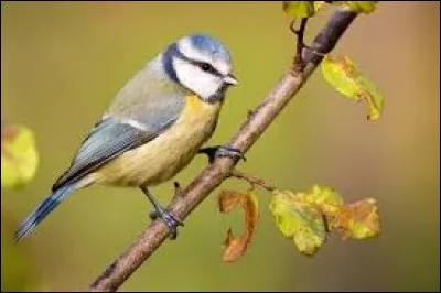 Cette langue germanique dérivée du haut allemand, avec un apport de vocabulaire hébreu et slave, a servi de langue aux communautés juives d'Europe centrale et orientale à partir du Moyen Âge.