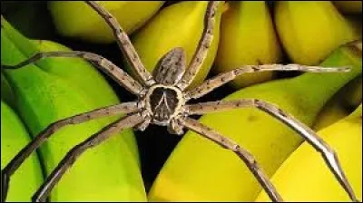 On peut voir l'araignée-banane sur le continent africain.