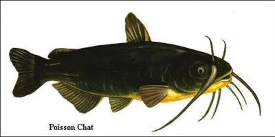 C'est quoi comme poisson ?