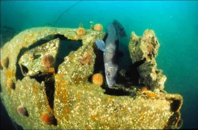 C'est quoi comme poisson ?