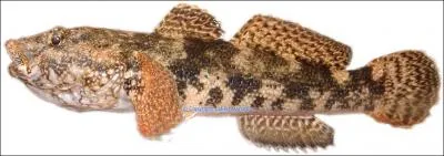 C'est quoi comme poisson ?