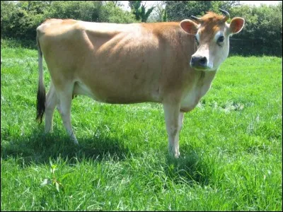 À quelle race appartient cette bête ?