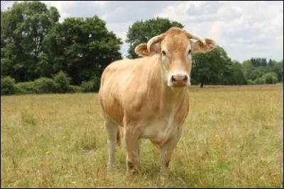 Quelle est la race de cette vache qui a pour réputation d'être craintive ?