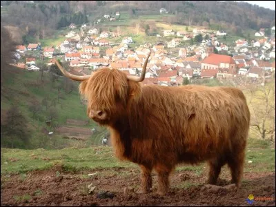 À quelle race la vache qui est bien cachée sous ses grands poils appartient-elle ?