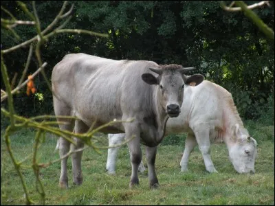 À quelle "fausse" race cette bête appartient-elle ?