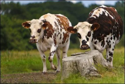 De quelle race, qui est aussi une région, cette vache est-elle originaire?