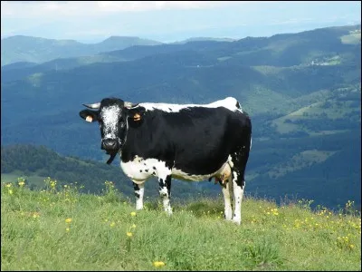 Quelle est la race de cette bête, qui a du lait parfait pour la confection d'un fromage en particulier ?