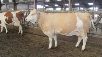 Quel est le nom de la race de cette vache à lait, réputée pour être robuste et très appréciée pour la fabrication du fromage ?