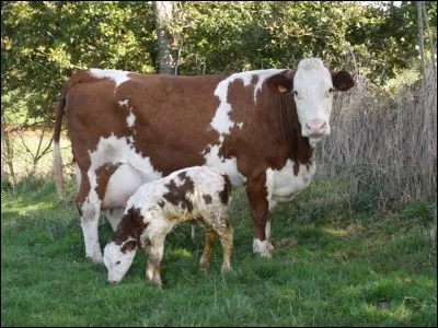 Quelle est la race de ce joli veau et de sa mère ?