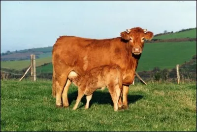Quelle est la race de cette vache à viande réputée par les bouchers?