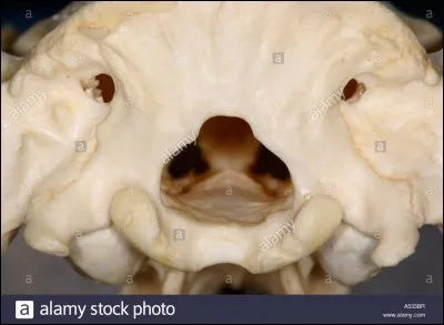 Où trouve-t-on le trou occipital ?