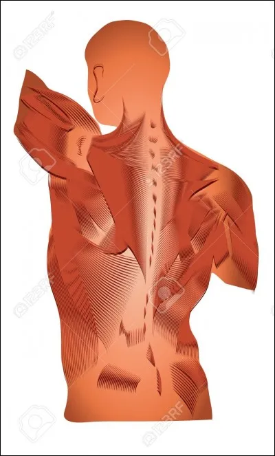 Combien de vertèbres lombaires possède-t-on en temps normal à l'âge adulte ?