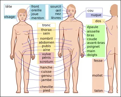 En théorie, combien d'os trouve-t-on dans le corps humain adulte ?
