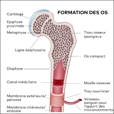 Dans quelle partie de l'os trouve-t-on majoritairement l'os spongieux ?