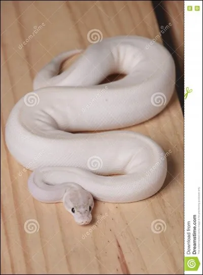 Comment se nomme la technique du serpent blanc d'Orochimaru ?