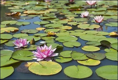 Là, je vous fais une fleur.