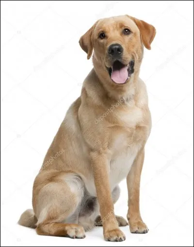 Quel type de chiens sont les labradors ?