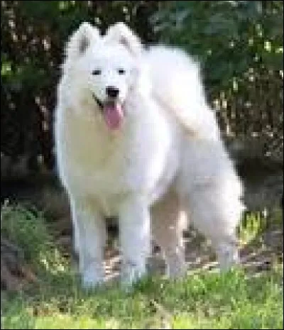 Quelle race de chien voit-on sur cette photo ?